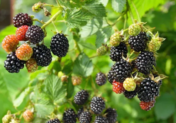Hybrid_Black_Berry_Fruit_Plant_(1.5-2_Feet_Height_Pack_Of_1)
