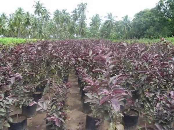Hybrid_Black_Guava_Plant_Sweet_Guava_Amruit_Fruit_Plant
