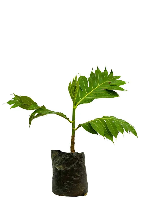 Hybrid_Bread_Fruit_Plant_(Pack_Of_1)