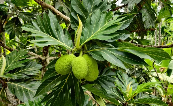 Hybrid_Bread_Fruit_Plant_(Pack_Of_1)