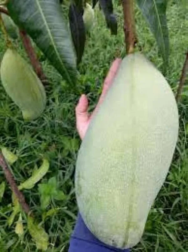 Hybrid_Brunei_King_Mango_Grafting_Plant__(Pack_Of_1)