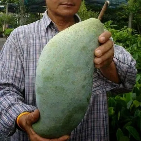 Hybrid_Brunei_King_Mango_Grafting_Plant__(Pack_Of_1)