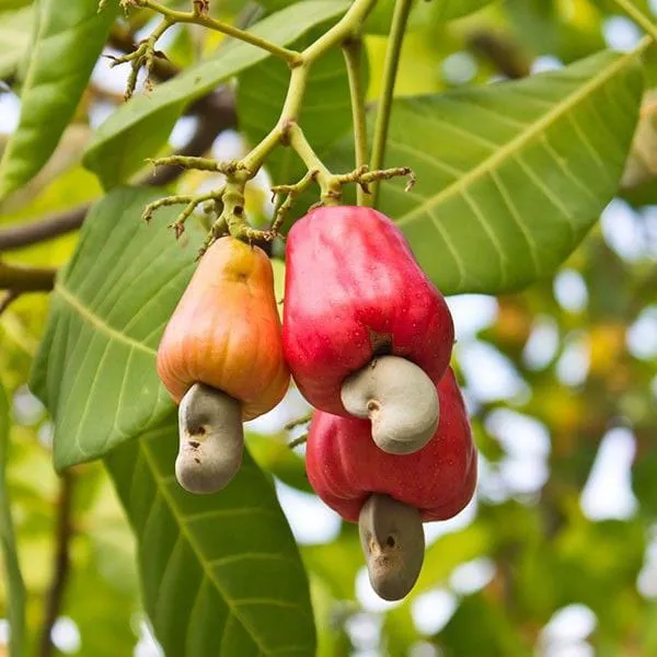 Hybrid_Cashew_Fruit_|_Grafted_Plant__(Pack_Of_1)