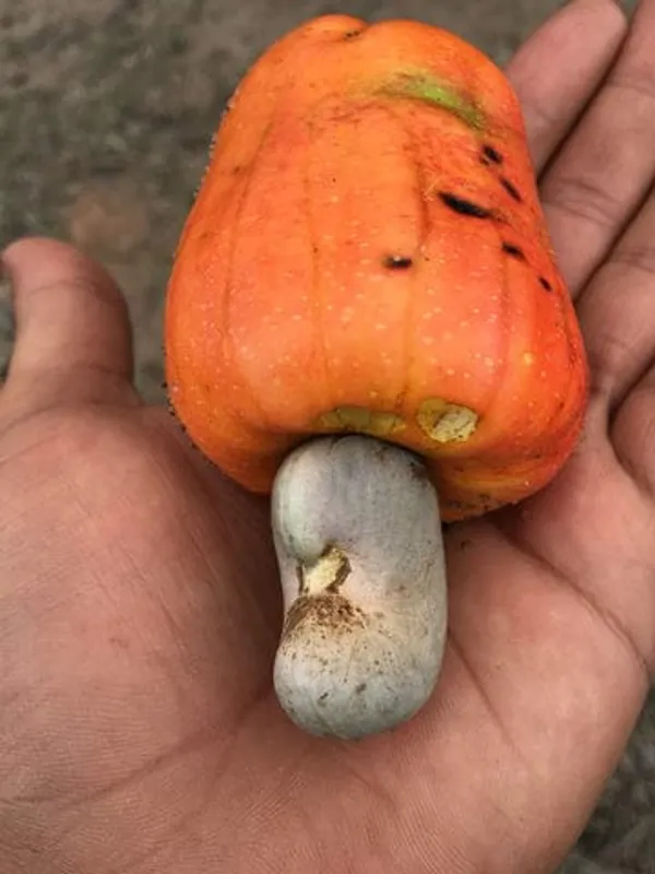 Hybrid_Cashew_Fruit_|_Grafted_Plant__(Pack_Of_1)