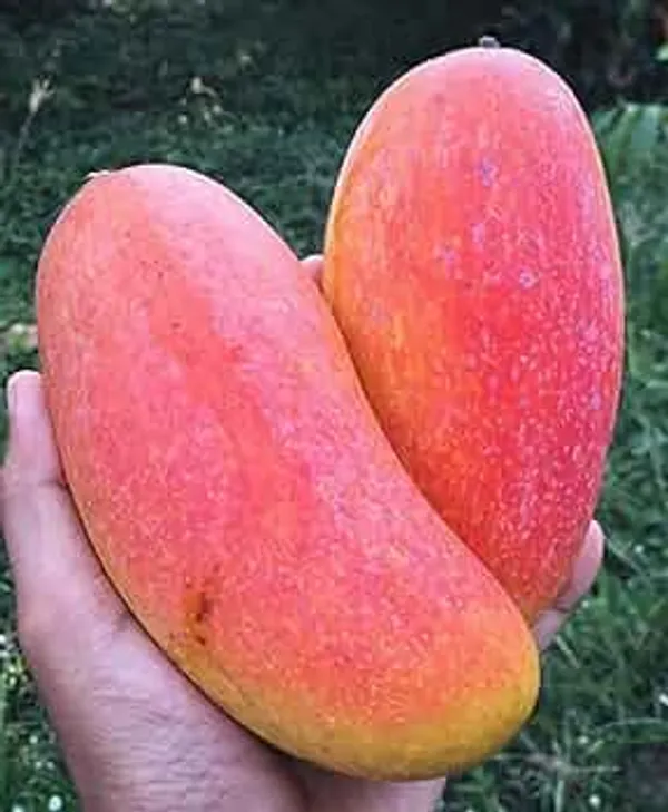 Hybrid_Chiangnai_Mango_Grafting_Plant_(1.5-3_Feet_Height_Pack_Of_1)