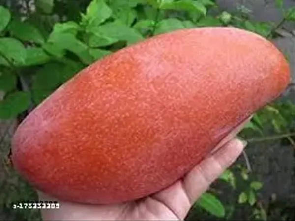 Hybrid_Chiangnai_Mango_Grafting_Plant_(1.5-3_Feet_Height_Pack_Of_1)