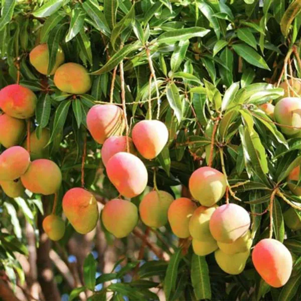 Hybrid_Dasheri_Mango_Plant_Sweet_Mango_Plant_Grafted