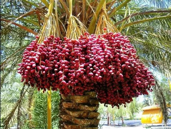 Hybrid_Date_Plant_Grafted_Date_Fruit_Plant_Khejur