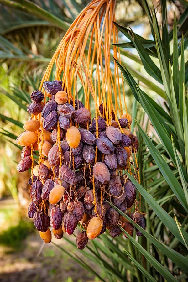 Hybrid_Date_Plant_Grafted_Date_Fruit_Plant_Khejur
