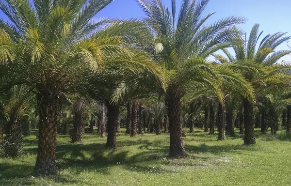 Hybrid_Dates_Palm_Fruit_Plant_Tree_Grafted_Khajur
