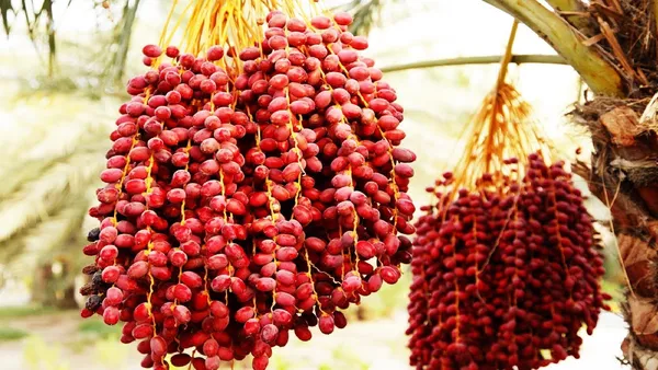 Hybrid_Dates_Palm_Fruit_Plant_Tree_Grafted_Khajur