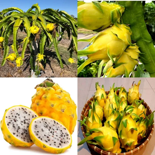 Thai_Variety_Hybrid_Dragon_Fruit_Plant