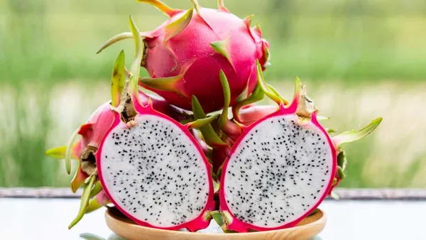 White_Thai_White_Dragon_Fruit_Hybrid_Plant