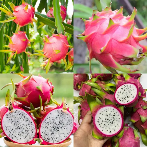 White_Thai_White_Dragon_Fruit_Hybrid_Plant