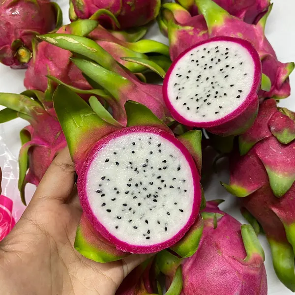 White_Thai_White_Dragon_Fruit_Hybrid_Plant