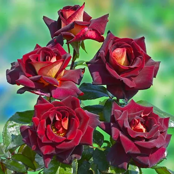 Red_Hybrid_Dutch_Rose_Flower_Plant