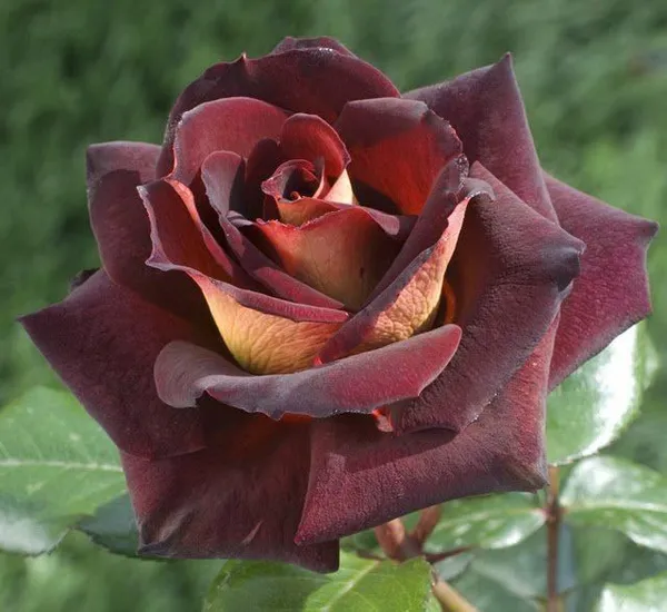 Red_Hybrid_Dutch_Rose_Flower_Plant