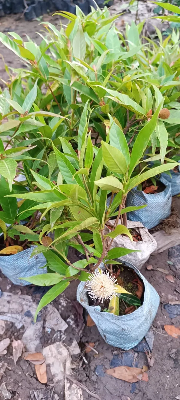 Hybrid_Dwarf_Verity_Kadom_Flower_Plant