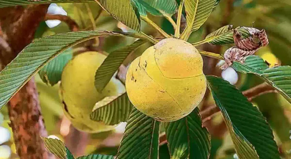 Hybrid_Elephant_Apple_Fruit_Plant_Grafted