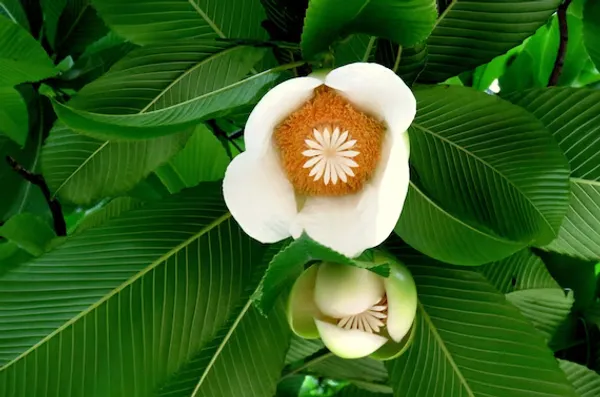 Hybrid_Elephant_Apple_Fruit_Plant_Grafted