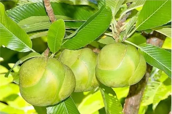 Hybrid_Elephant_Apple_Fruit_Plant_Grafted