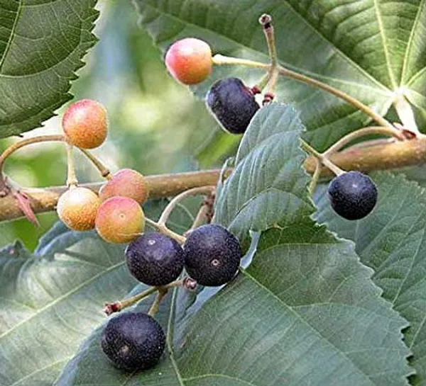 Hybrid_Falsa_Fruit_Plant_(1.5-2_Feet_Height_Pack_Of_1)