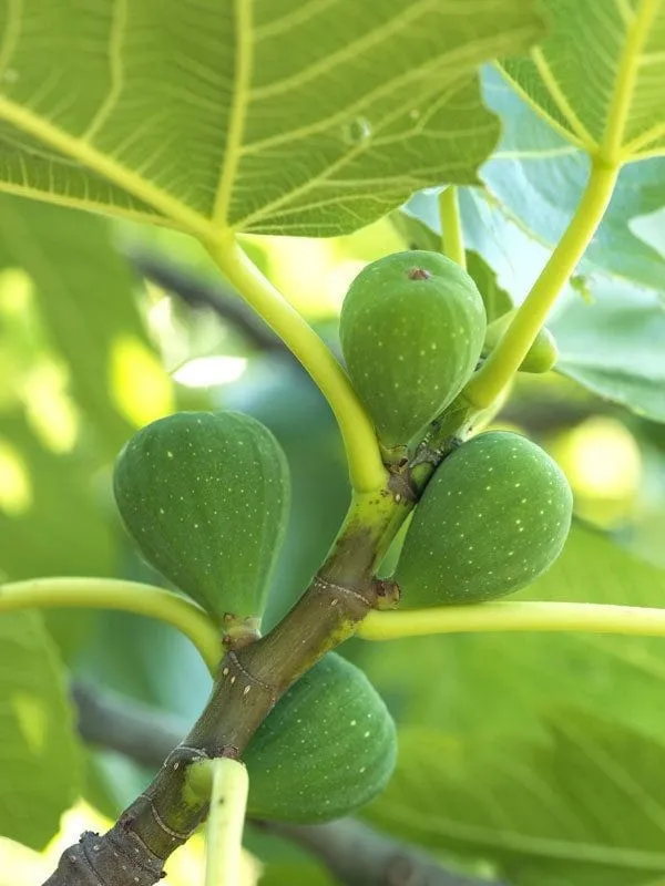 Green_Hybrid_Fig_Plant