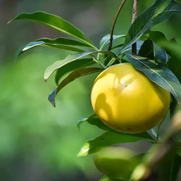 Hybrid_Gaint_Abiu_Fruit_Plant