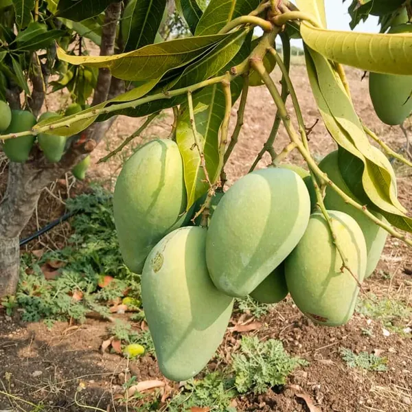Hybrid_Grafted_Mallika_Mango_Plant_Sweet_Fruit_Plant