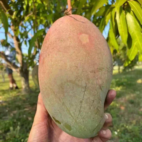 Hybrid_Grafted_Mallika_Mango_Plant_Sweet_Fruit_Plant