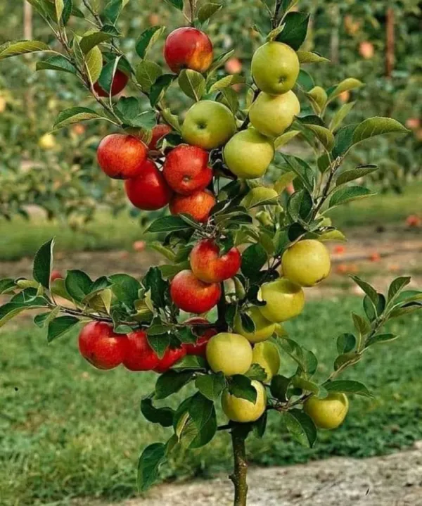 Hybrid_Grafted_Multicolor_Apple_Fruit_Plant_Green_And_Red_Apple_Plant