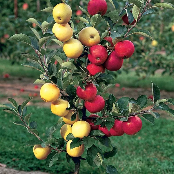 Hybrid_Grafted_Multicolor_Apple_Fruit_Plant_Green_And_Red_Apple_Plant