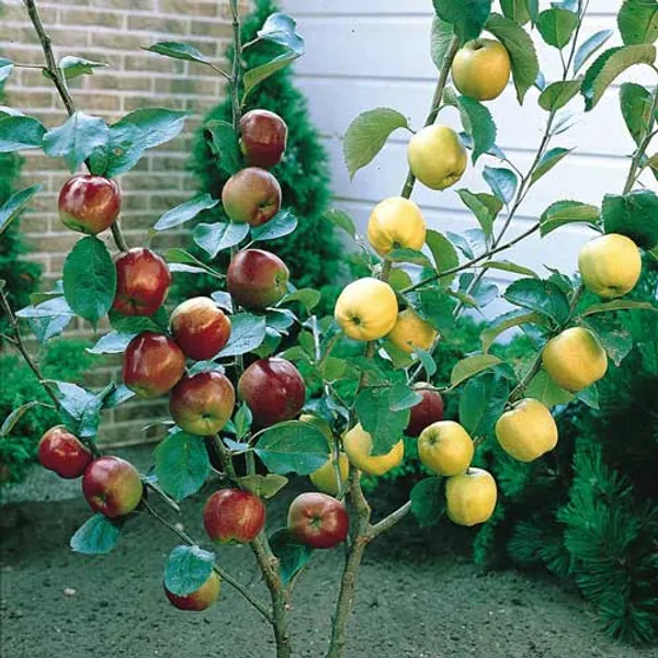 Hybrid_Grafted_Multicolor_Apple_Fruit_Plant_Green_And_Red_Apple_Plant