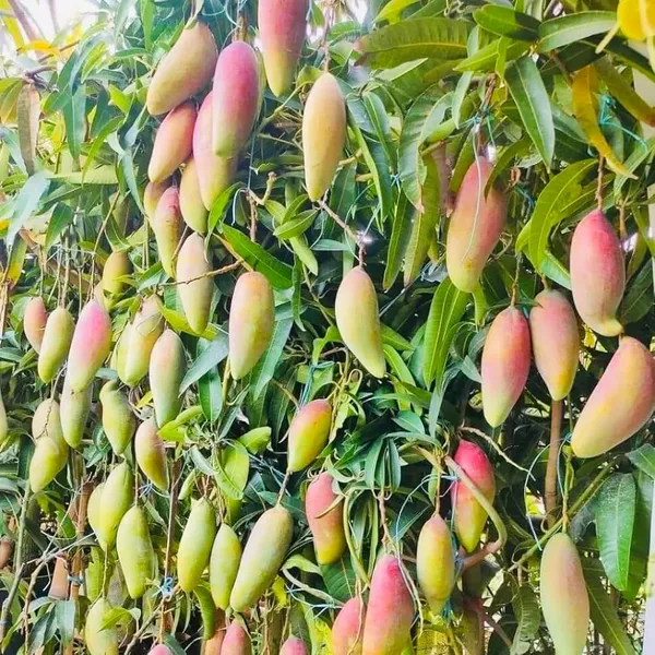 Hybrid_Grafted_Red_Ivory_Mango_Grafting-Fruit_Plant_&_Tree