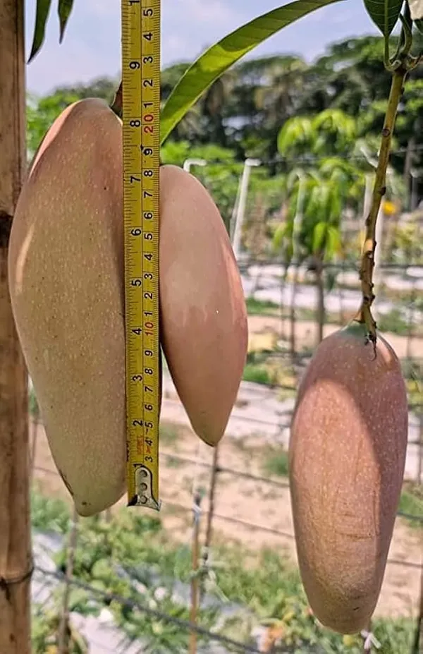 Hybrid_Grafted_Red_Ivory_Mango_Grafting-Fruit_Plant_&_Tree