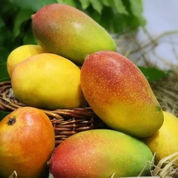Hybrid_Grafted_Sita_Bhog_Mango_Live_Plant_(Grafted)_Outdoor_Fruit_Fruits_Tree
