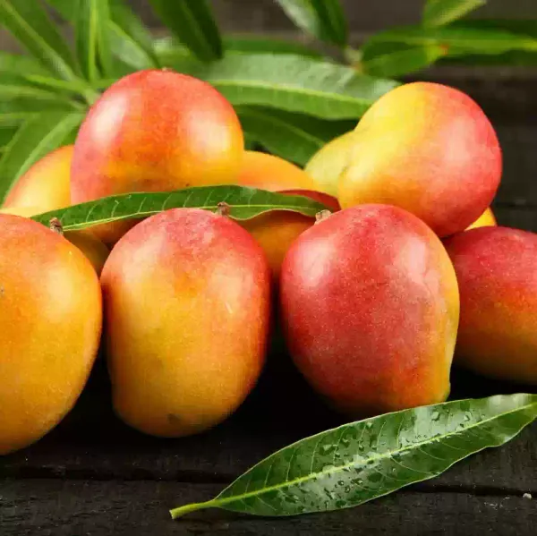 Pack_Of_2_Hybrid_Grafted_Sweet_Sita_Bhog_Mango_Plant_Sweet_Tree_Combo