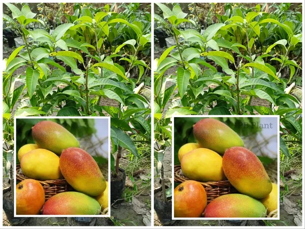 Pack_Of_2_Hybrid_Grafted_Sweet_Sita_Bhog_Mango_Plant_Sweet_Tree_Combo