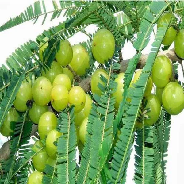 Hybrid_Green_Amla_Grafted_Plant_(Pack_Of_1)
