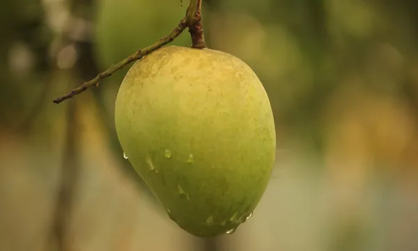 Hybrid_Harivanga_Mango_Grafting_Plant_(1.5-2_Feet_Height_Pack_Of_1)