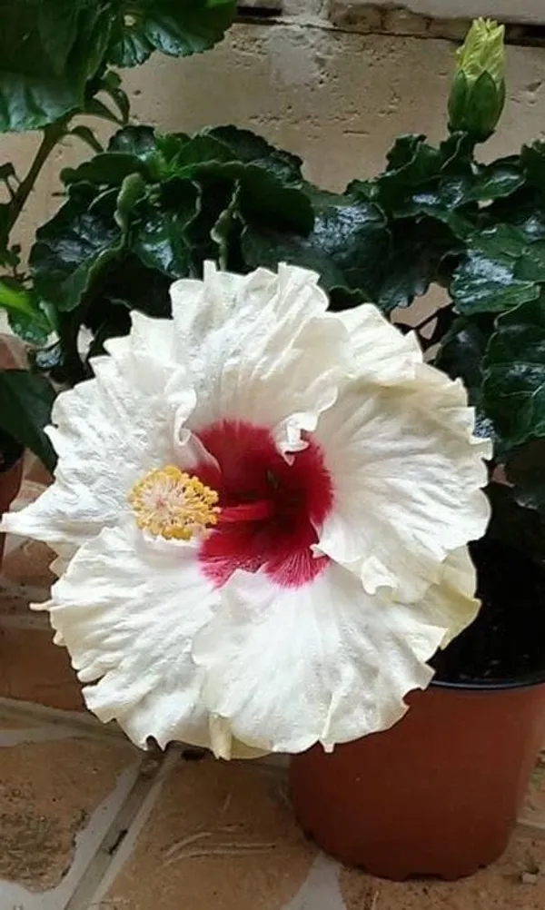 Hybrid_Hibiscus_Flower_Plant_11
