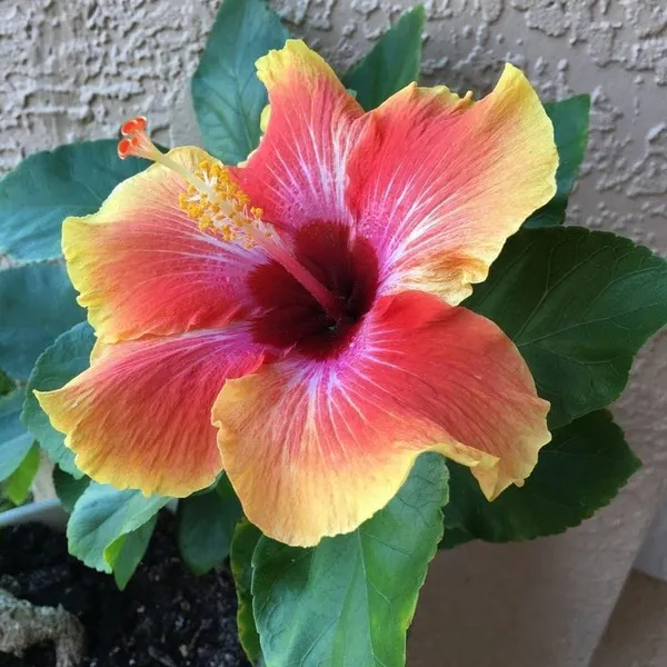 Hybrid_Hibiscus_Flower_Plant_13