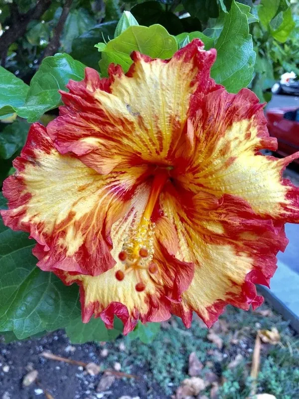 Hybrid_Hibiscus_Flower_Plant_(1.5-2_Feet_Height_Pack_Of_1)