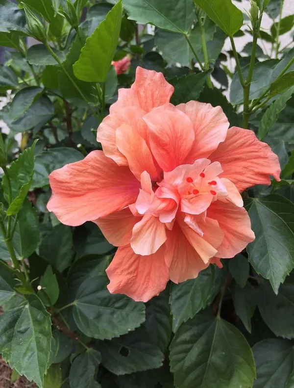 Hybrid_Hibiscus_Flower_Plant(1.5-3_Feet_Height_Pack_Of_1)