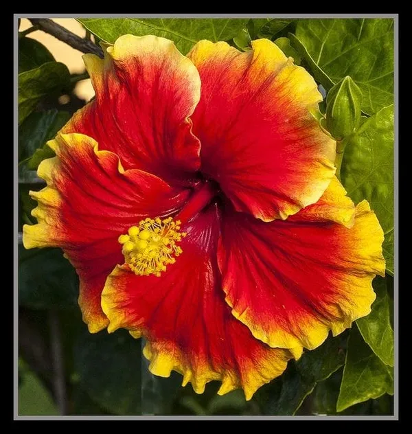 Hybrid_Hibiscus_Flower_Plant__(Pack_Of_1)