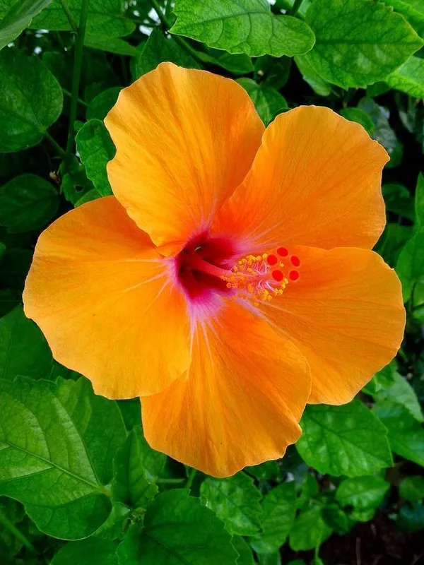 Hybrid_Hibiscus_Flower_Plant_(1.5-3_Feet_Height_Pack_Of_1)