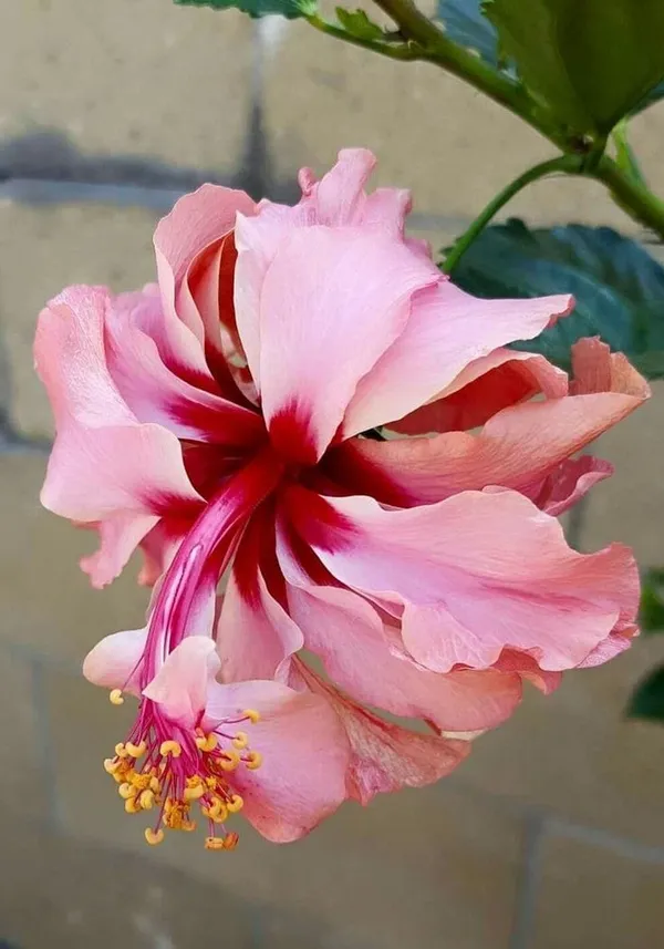 Hybrid_Hibiscus_Flower_Plant_(1.5-2_Feet_Height_Pack_Of_1)