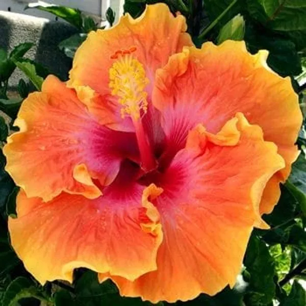Hybrid_Hibiscus_Flower_Plant__(1.5-2_Feet_Height_Pack_Of_1)