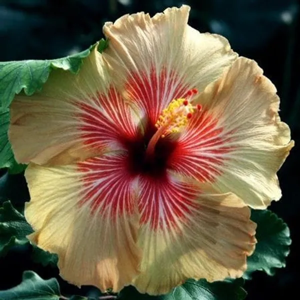 Hybrid_Hibiscus_Flower_Grafting_Plant_35