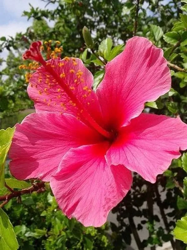 Hybrid_Hibiscus_Flower_Plant_3